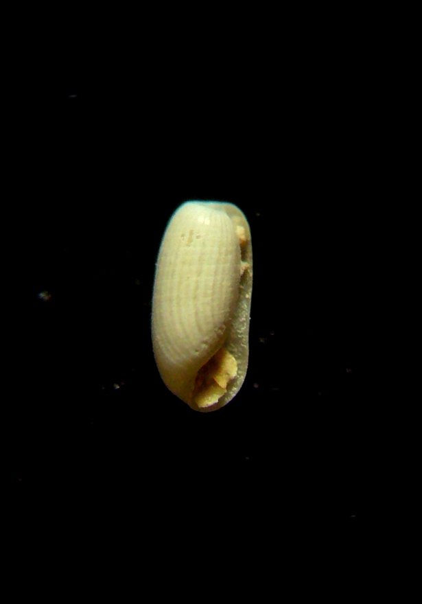 Cylichnina cfr. umbilicata